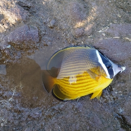 チョウチョウウオ