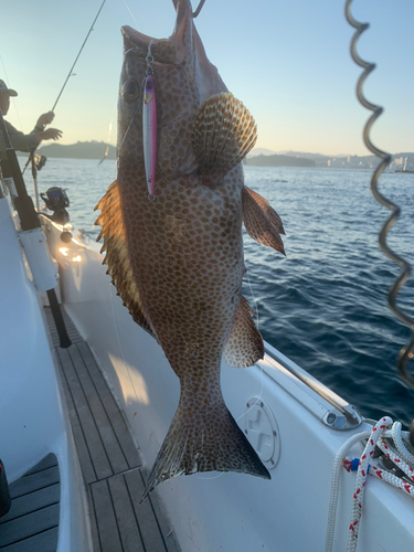 オオモンハタの釣果