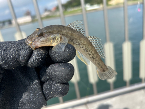 マハゼの釣果