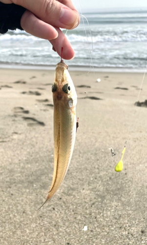 キスの釣果