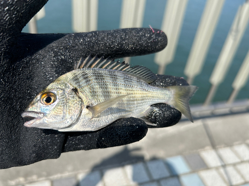 クロダイの釣果