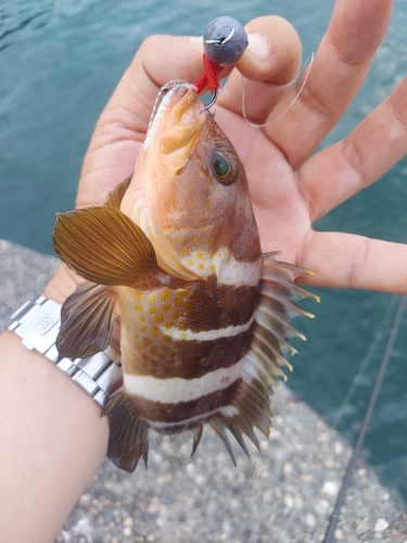 アオハタの釣果