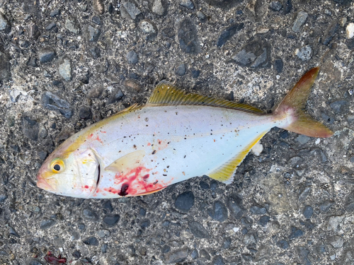 ショゴの釣果