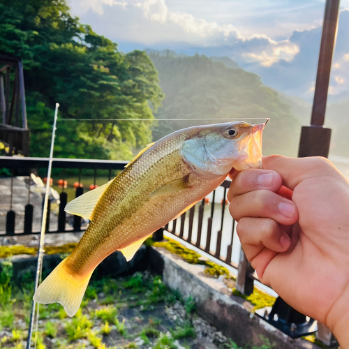 ラージマウスバスの釣果