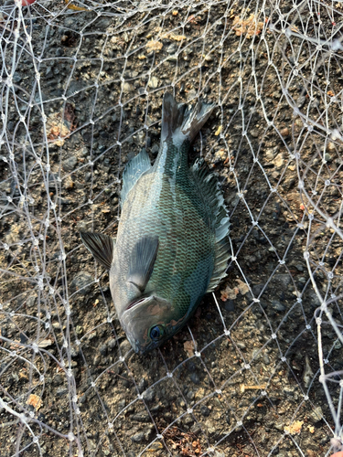 メジナの釣果