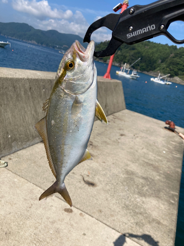 ショゴの釣果