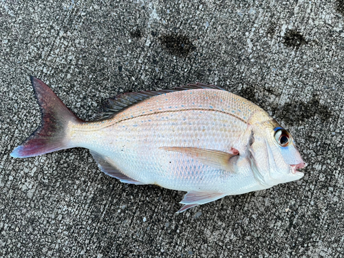 マダイの釣果