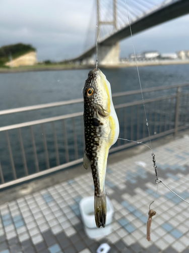 フグの釣果