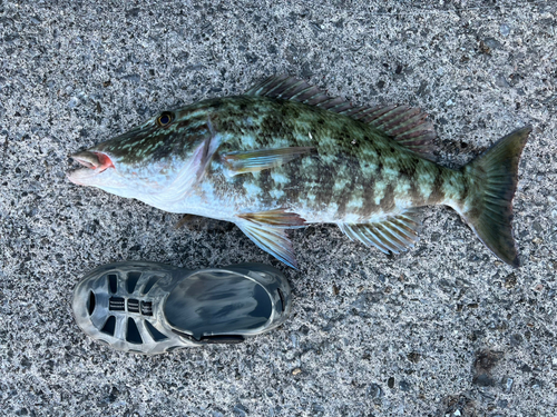 キツネフエフキの釣果