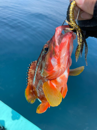 アカハタの釣果