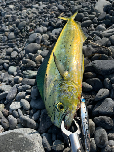 シイラの釣果