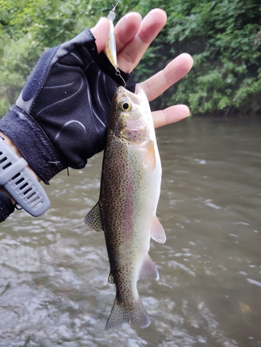 ニジマスの釣果