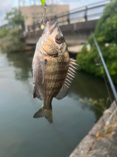 チヌの釣果