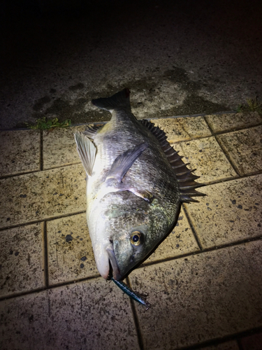 チヌの釣果