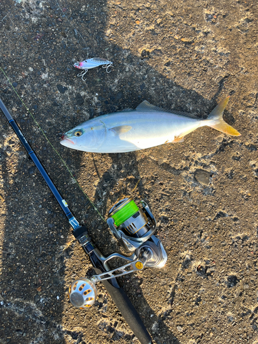 ワカシの釣果