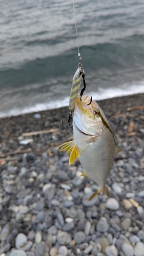 ショゴの釣果