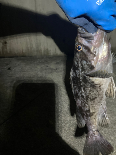 ソイの釣果