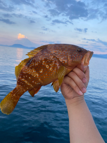 アコウの釣果