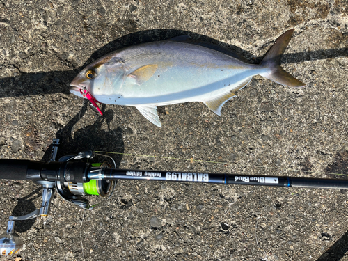 ショゴの釣果