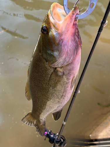 スモールマウスバスの釣果