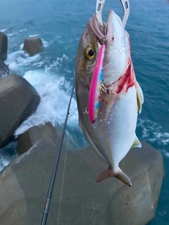 ショゴの釣果