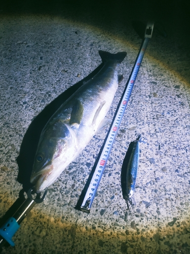 フッコ（マルスズキ）の釣果