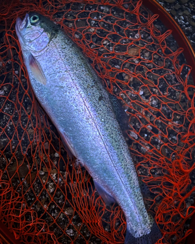 ニジマスの釣果