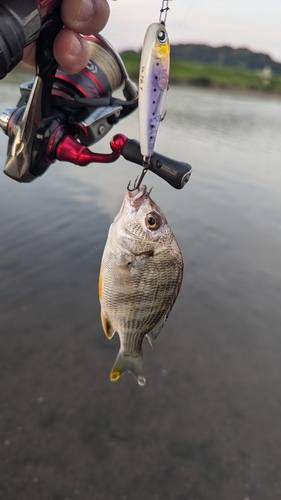 キビレの釣果