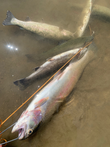 ニジマスの釣果