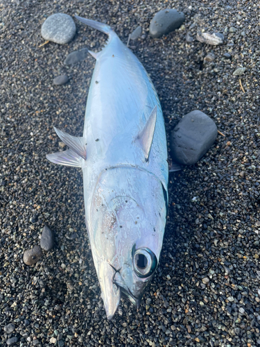 ソウダガツオの釣果