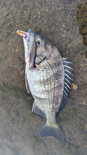 チヌの釣果