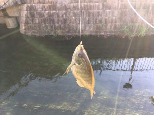 ナイルティラピアの釣果