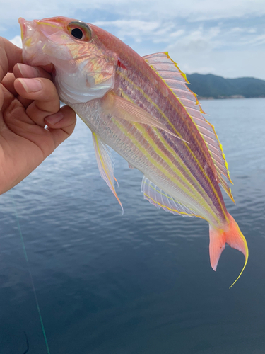 イトヨリダイの釣果