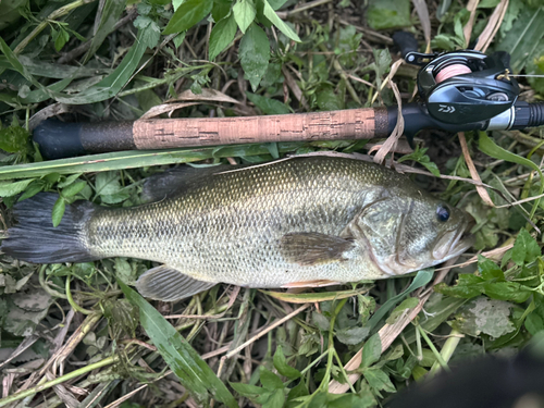 ラージマウスバスの釣果