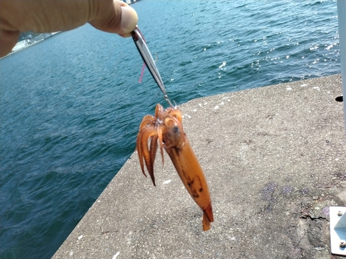 スルメイカの釣果