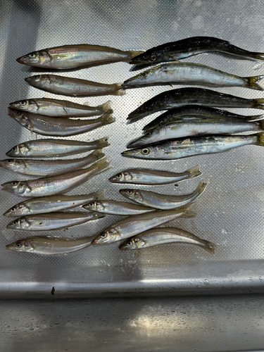 キスの釣果