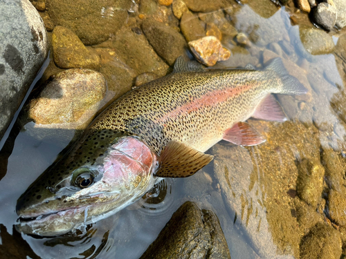 ニジマスの釣果