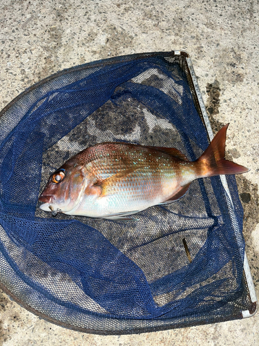 チダイの釣果