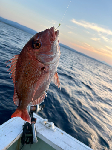 マダイの釣果