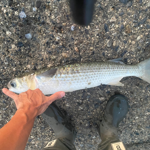 ボラの釣果