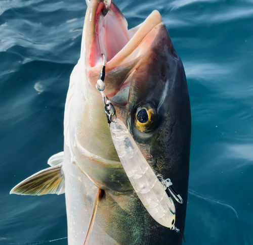 カンパチの釣果