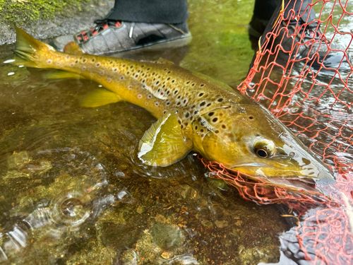 ブラウントラウトの釣果