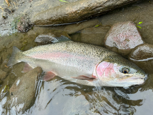 ニジマスの釣果