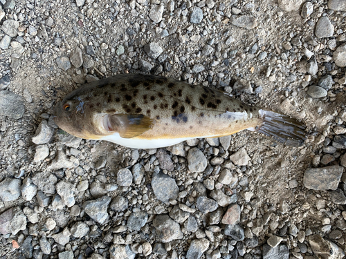 フグの釣果