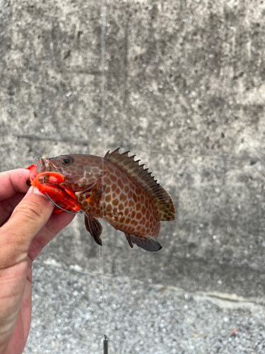 オオモンハタの釣果