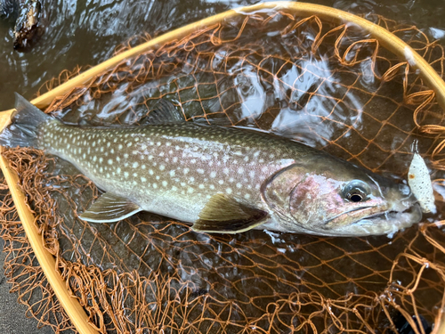 アメマスの釣果