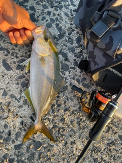 ショゴの釣果