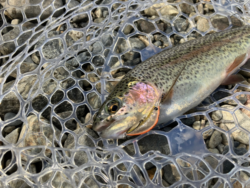 ニジマスの釣果