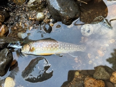 エゾイワナの釣果