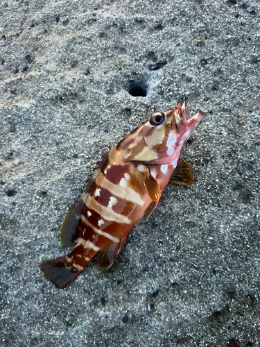 カサゴの釣果